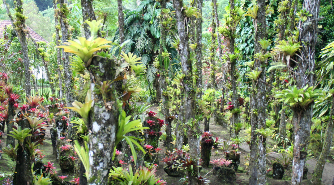 Rendez-vous aux Jardins 2026 en Martinique : une immersion tropicale depuis le Domaine de l’Anse Mitan