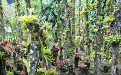Rendez-vous aux Jardins 2026 en Martinique : une immersion tropicale depuis le Domaine de l’Anse Mitan